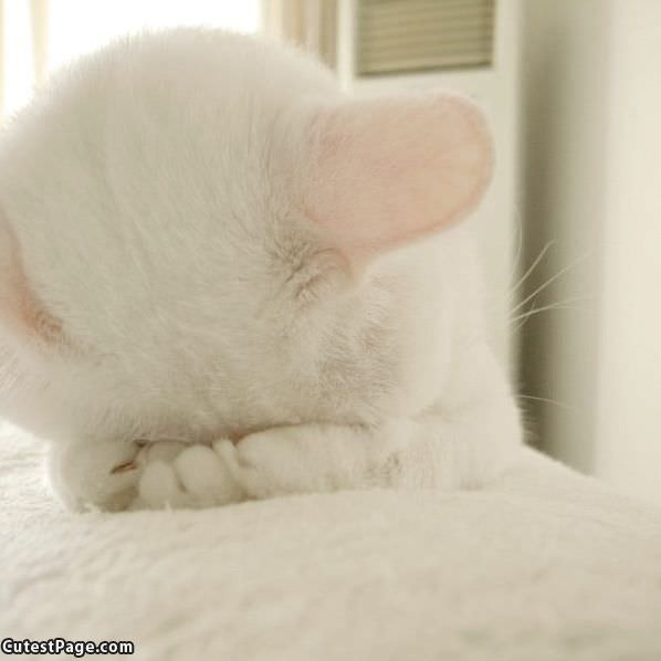 Cute Sad Cat
