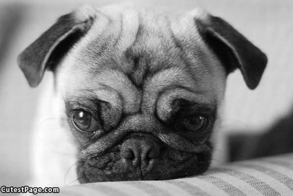 Cute Sad Pug
