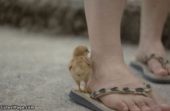 Cute Sandal Bird