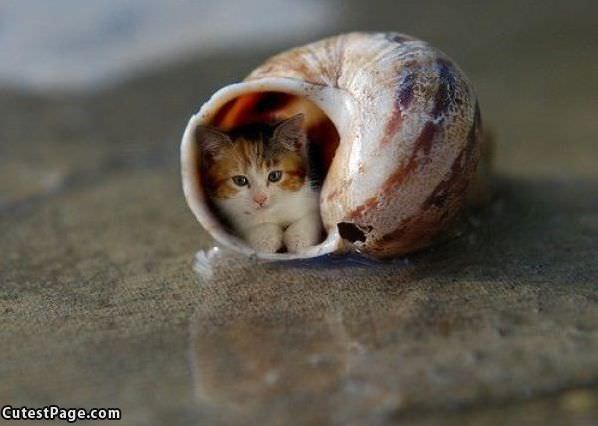 Cute Sea Shell Kitten