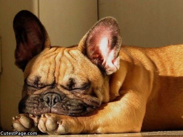 Cute Sleeping Dog