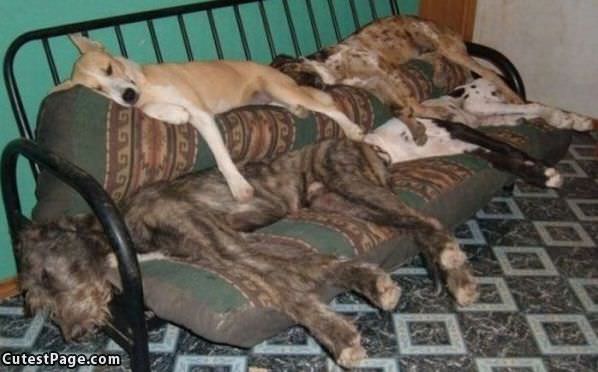 Cute Sleeping Dogs