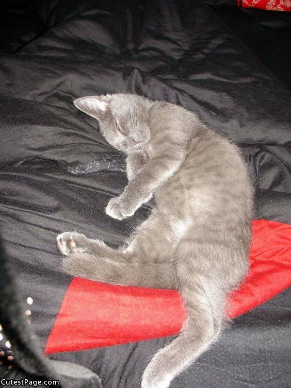 Cute Sleeping Kitten