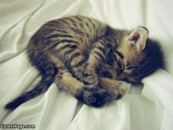 Cute Sleeping Kitten