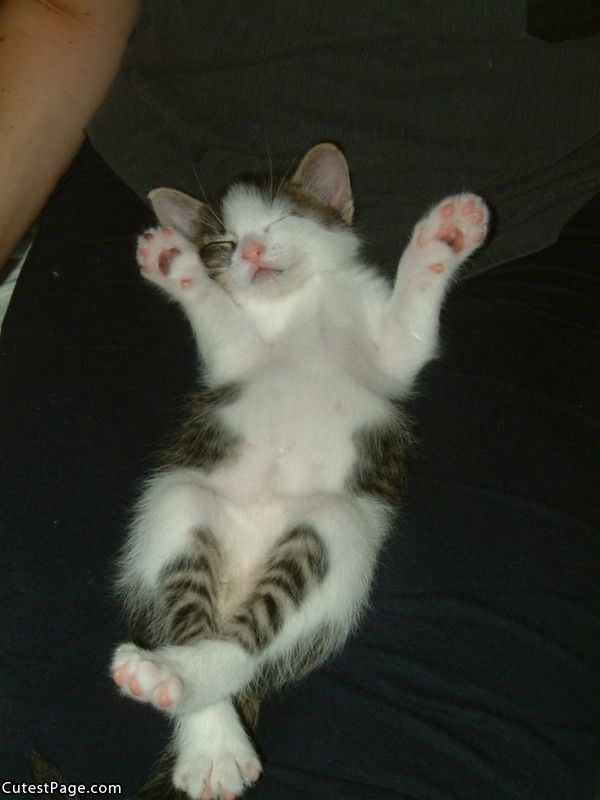 Cute Sleeping Kitten Pic