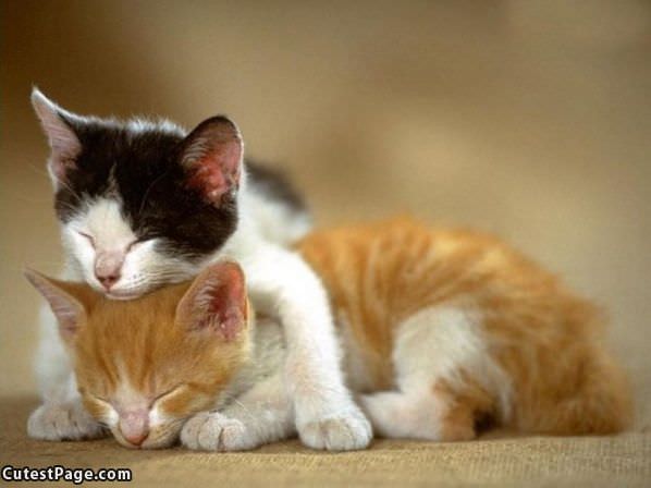 Cute Sleeping Kittens