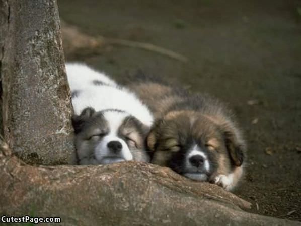 Cute Sleeping Puppies