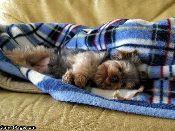 Cute Sleeping Puppy