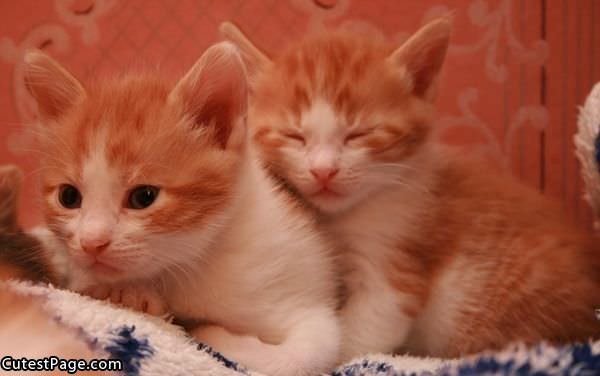 Cute Sleepy Kittens