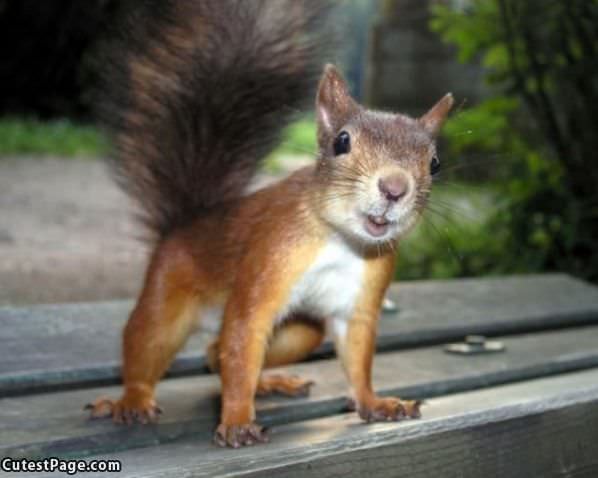 Cute Squirrel