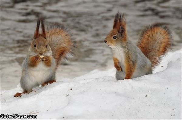 Cute Squirrels