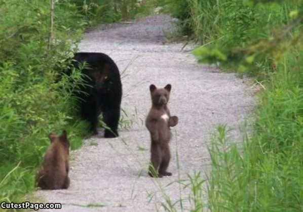 Cute Standing Bear