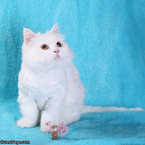 Cute White Cat 