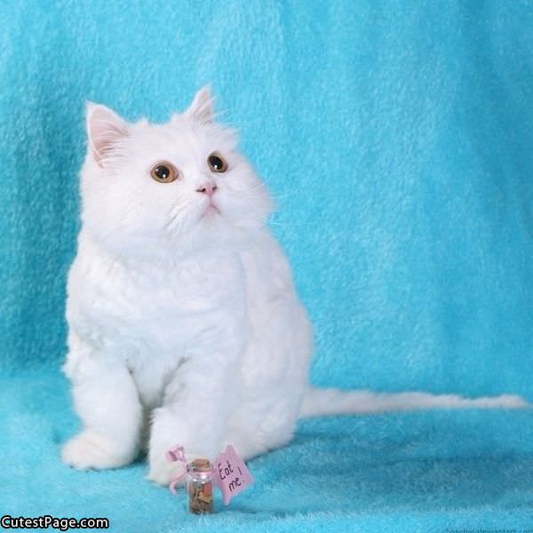 Cute White Cat 
