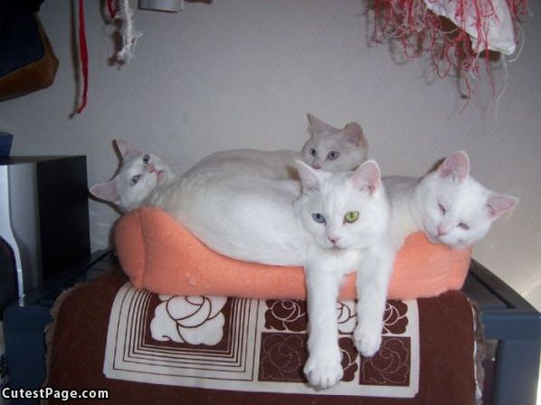 Cute White Cats