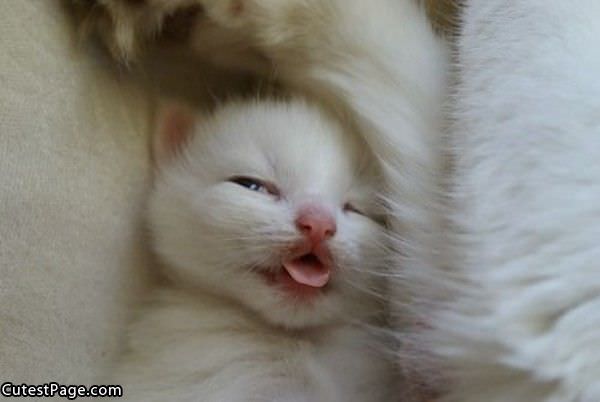 Cute White Kitten