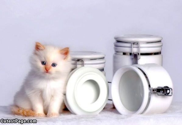 Cute White Kitten