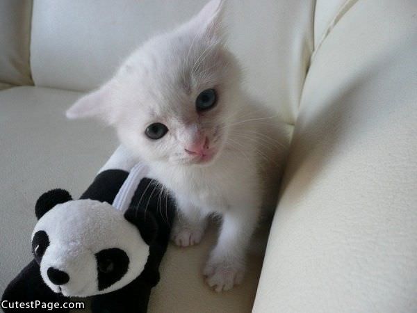 Cute White Kitty