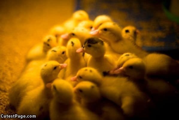 Cute Yellow Duckies