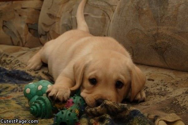 Cute Yellow Lab