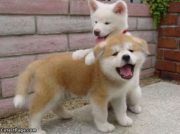 Cutest Fluffy Puppies