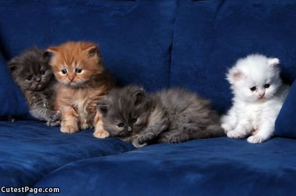 Cutest Kittens Couch