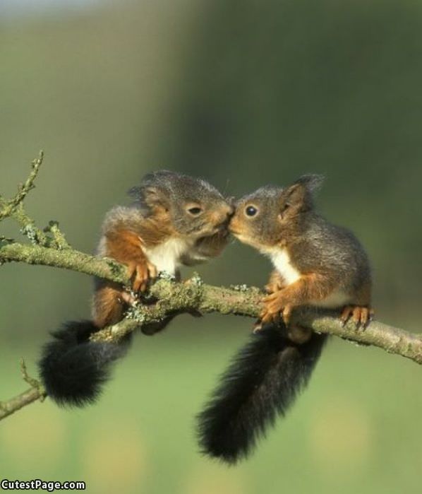 Cutest Little Kiss