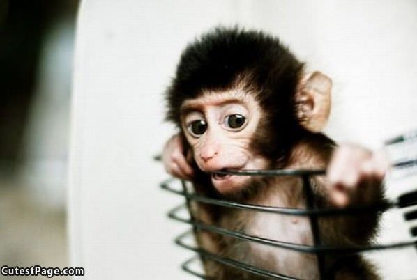 Cutest Little Monkey