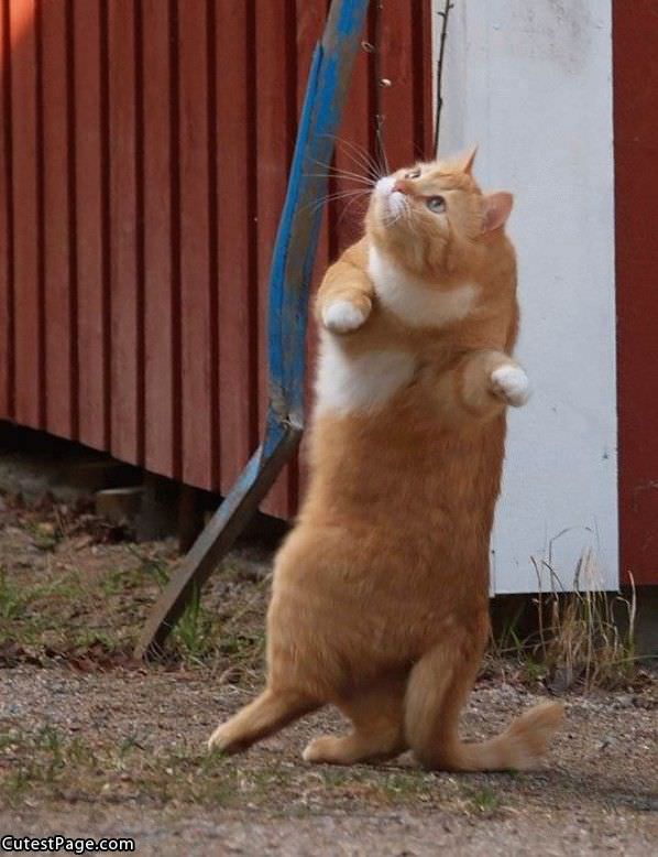 Dancing Cat