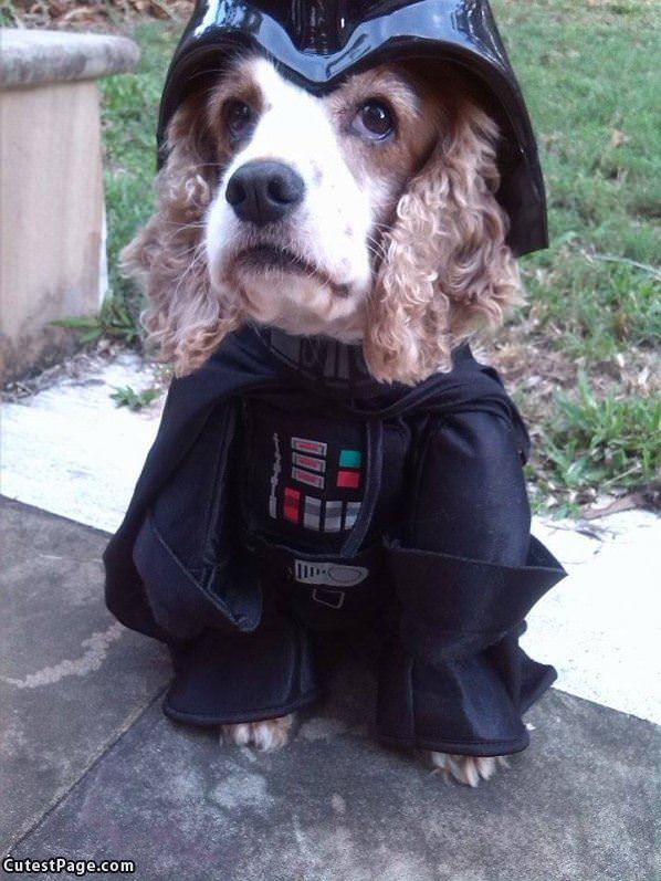 Darth Dog