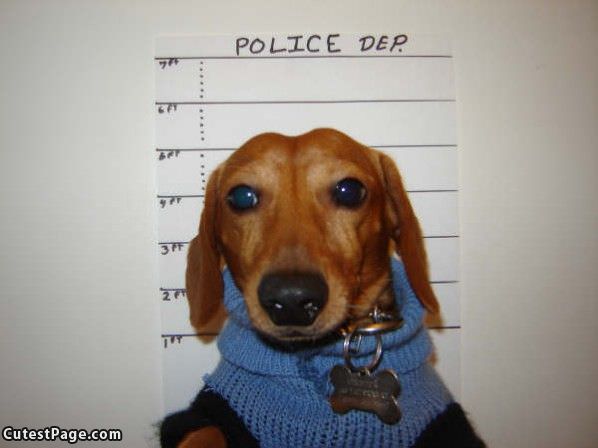 Dashound Mugshot