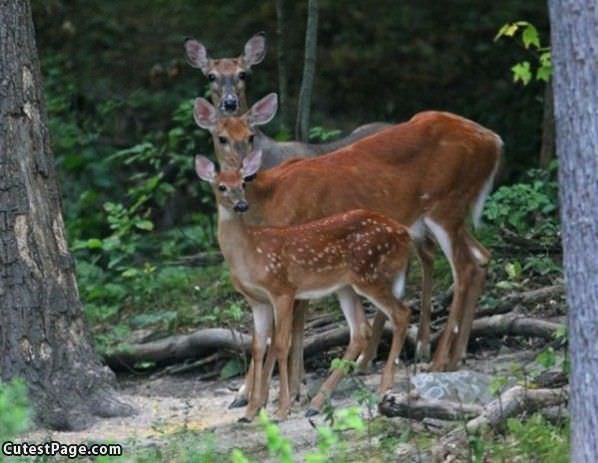 Deer Family