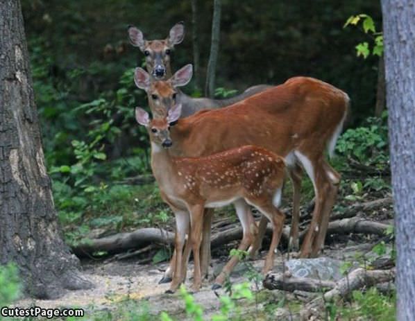 Deer Family