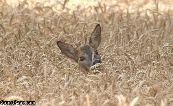 Deer Peaking