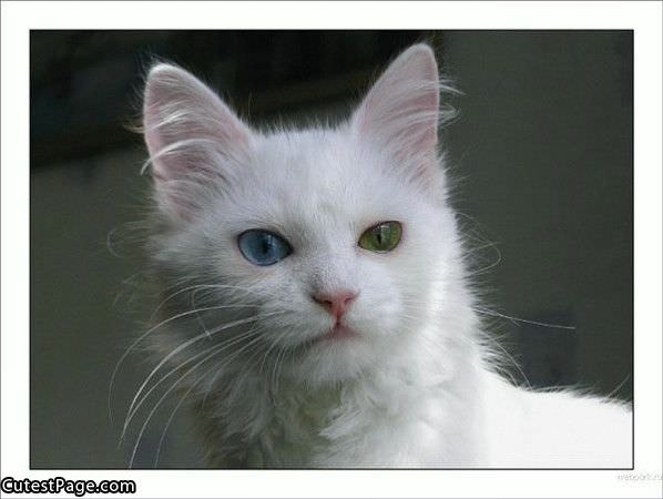 Different Colored Eyes Cat