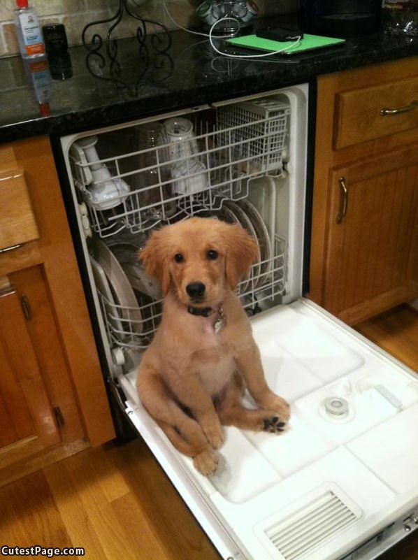 Dishes Are Clean