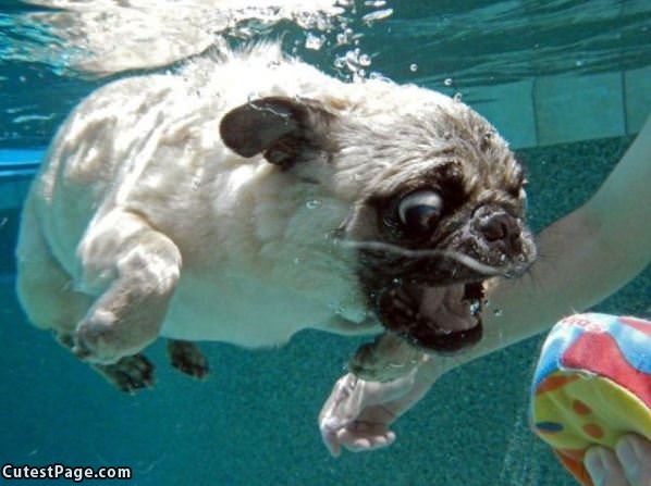 Diving For It
