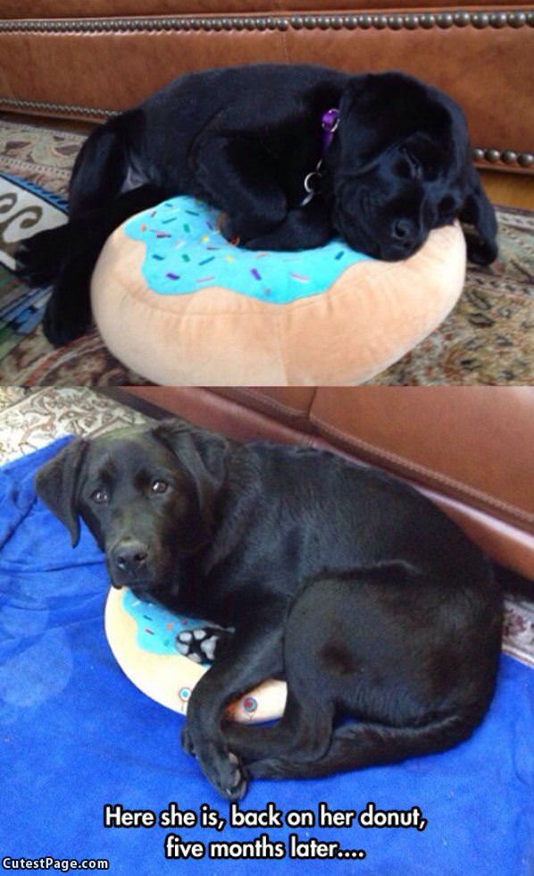 Dog-donut