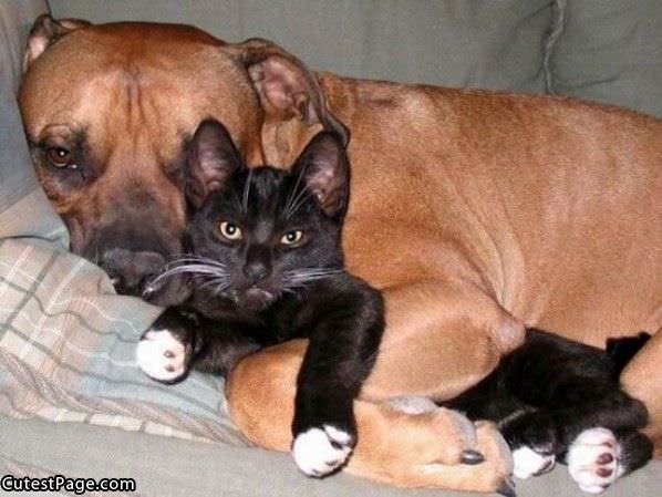 Dog And Cat Together