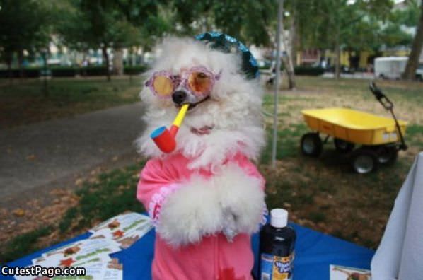 Dog In Costume