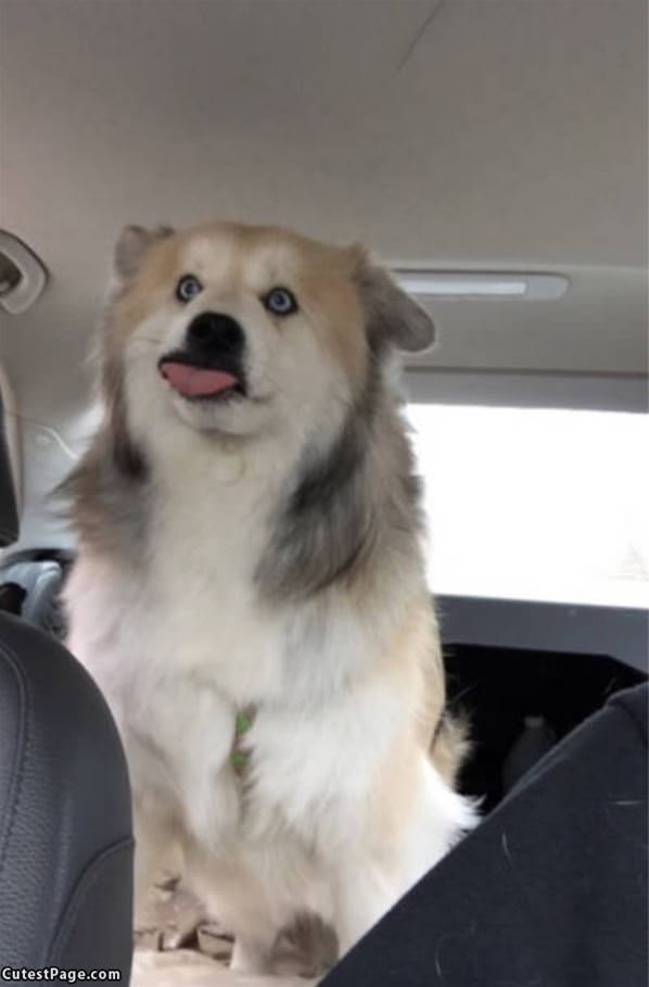 Dog In Full Derp