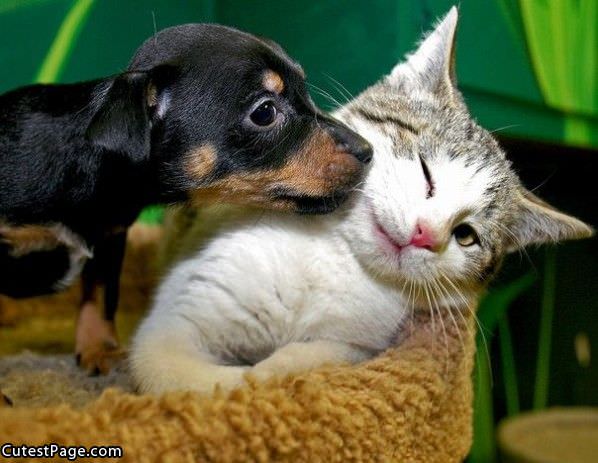 Dog Licking Cat