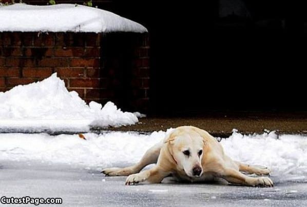 Dog Splits