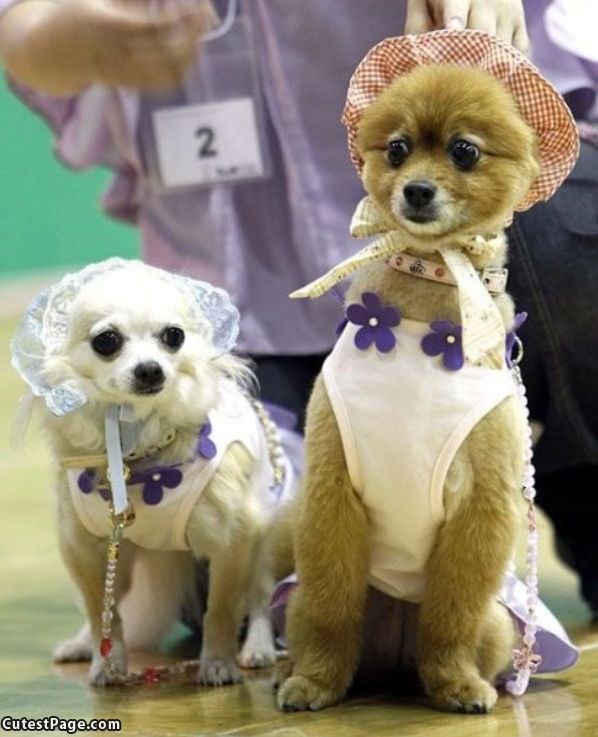 Doggie Dress Up