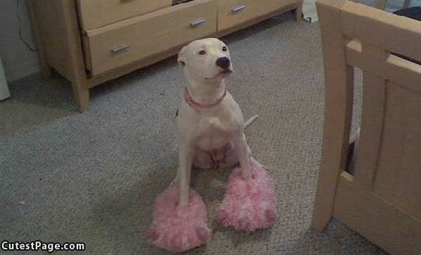 Dogs Pink Shoes