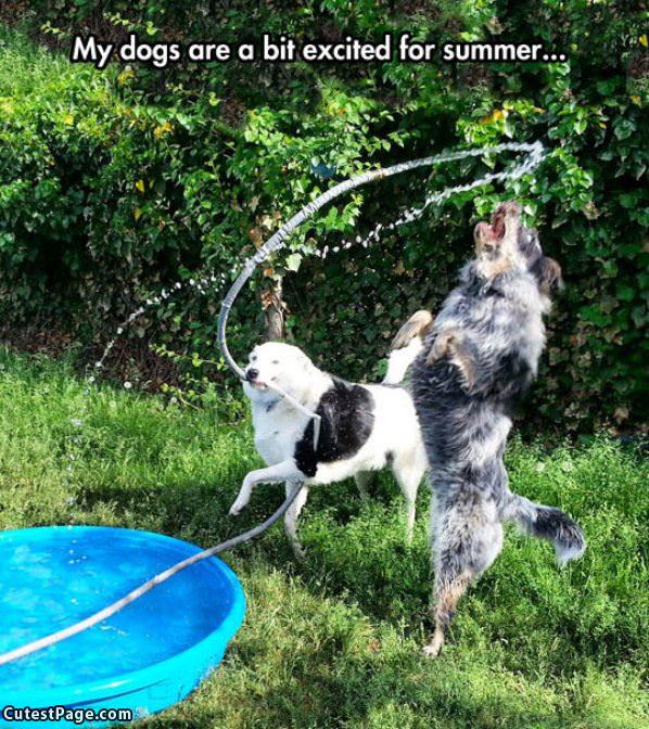 Dogs That Love Summer