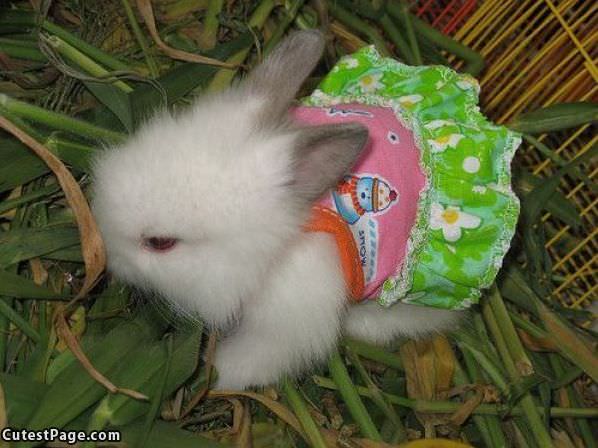 Dressed Up Bunny
