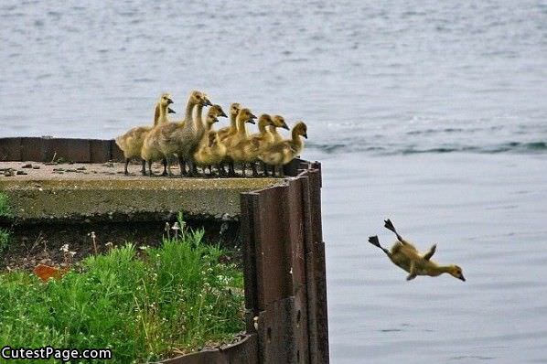 Duck Diving