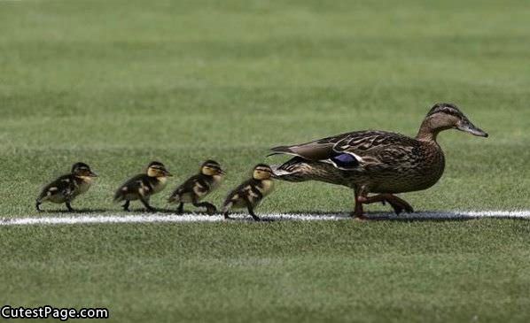 Duck Family