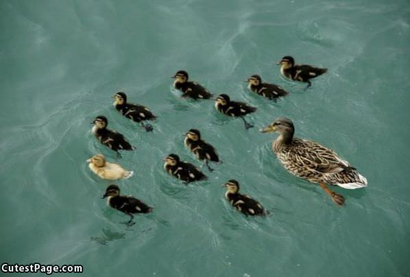 Duck Family